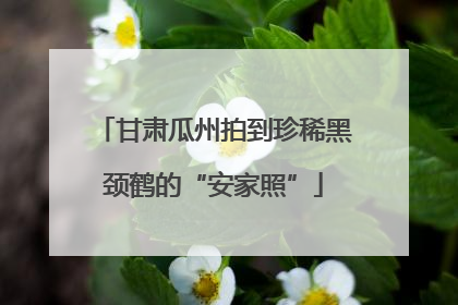 甘肃瓜州拍到珍稀黑颈鹤的“安家照”