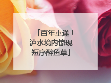 百年重逢！泸水境内惊现短序醉鱼草