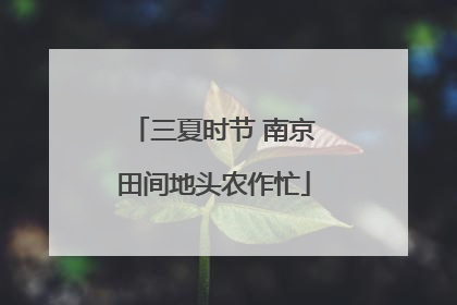 三夏时节 南京田间地头农作忙