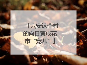 六安这个村的向日葵成花市“宠儿”