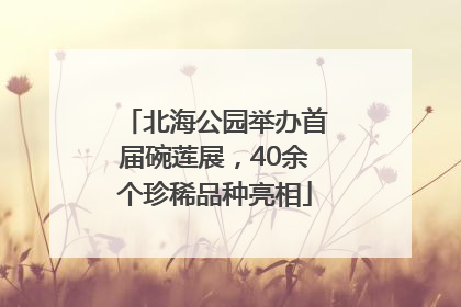 北海公园举办首届碗莲展，40余个珍稀品种亮相