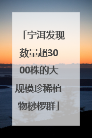 宁洱发现数量超3000株的大规模珍稀植物桫椤群