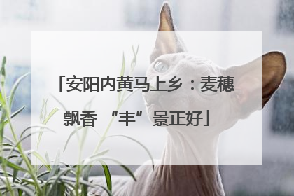 安阳内黄马上乡：麦穗飘香 “丰”景正好