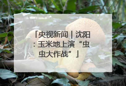 央视新闻｜沈阳：玉米地上演“虫虫大作战”