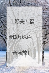好美！福州3万株百合盛放