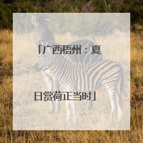 广西梧州：夏日赏荷正当时