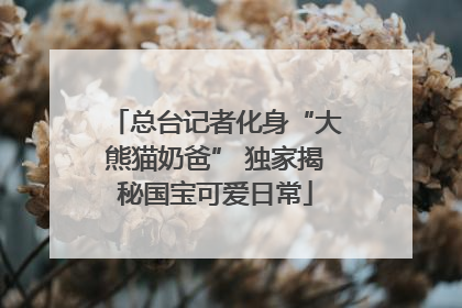 总台记者化身“大熊猫奶爸” 独家揭秘国宝可爱日常