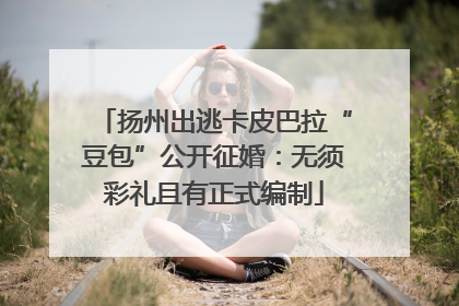 扬州出逃卡皮巴拉“豆包”公开征婚：无须彩礼且有正式编制