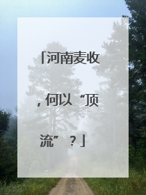 河南麦收，何以“顶流”？
