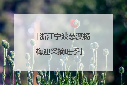 浙江宁波慈溪杨梅迎采摘旺季