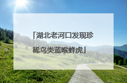 湖北老河口发现珍稀鸟类蓝喉蜂虎