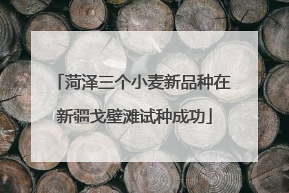 菏泽三个小麦新品种在新疆戈壁滩试种成功