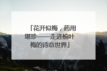 花开似梅，药用堪珍——走进榆叶梅的诗意世界