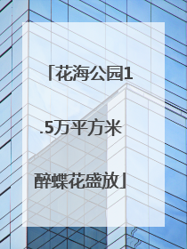 花海公园1.5万平方米醉蝶花盛放
