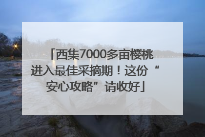 西集7000多亩樱桃进入最佳采摘期！这份“安心攻略”请收好