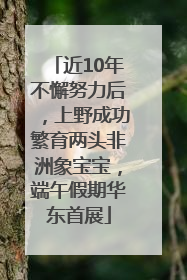 近10年不懈努力后，上野成功繁育两头非洲象宝宝，端午假期华东首展