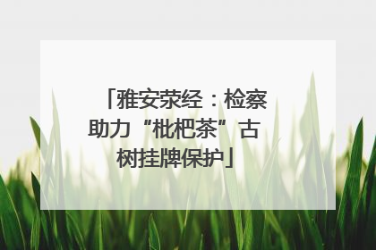 雅安荥经：检察助力“枇杷茶”古树挂牌保护