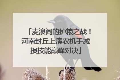 麦浪间的护粮之战！河南封丘上演农机手减损技能巅峰对决