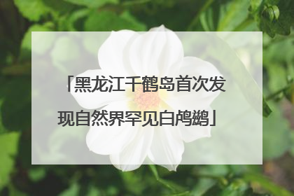 黑龙江千鹤岛首次发现自然界罕见白鸬鹚
